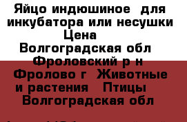 Яйцо индюшиное (для инкубатора или несушки) › Цена ­ 50 - Волгоградская обл., Фроловский р-н, Фролово г. Животные и растения » Птицы   . Волгоградская обл.